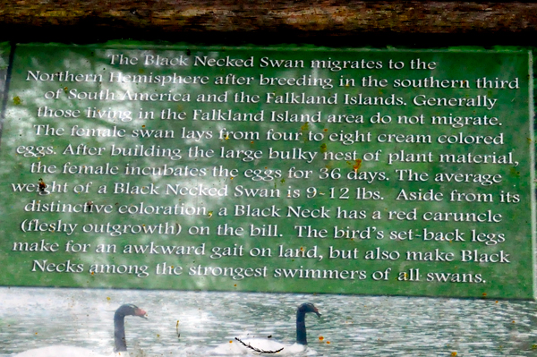 sign about the Black Neck Swans